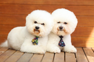 Pet Care