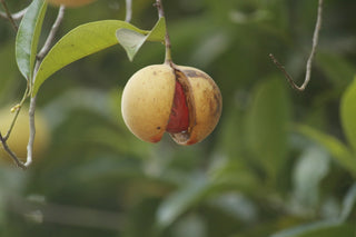 Chai Lip Balm