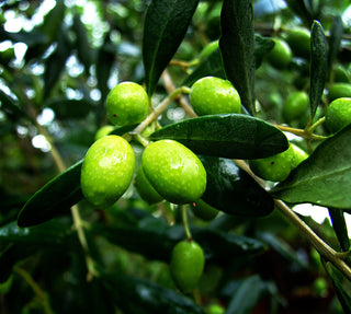 Aloe Vera Lip Balm